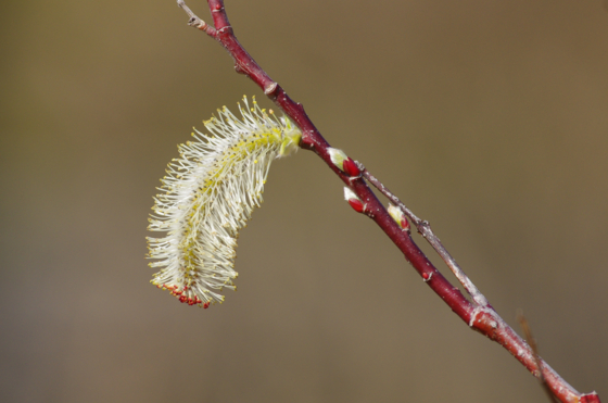 f:id:qayap:20140316140050j:image