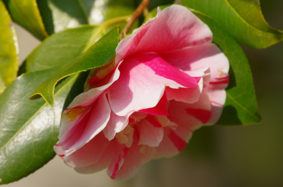 f:id:qayap:20140316140111j:image