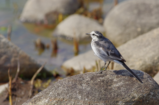 f:id:qayap:20140316140816j:image