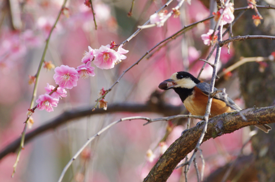 f:id:qayap:20140316142428j:image