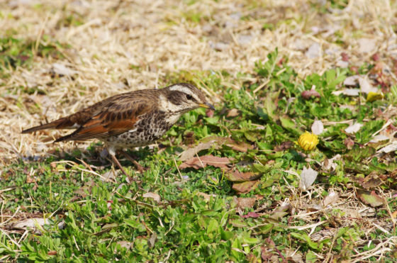 f:id:qayap:20140316142636j:image