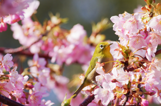 f:id:qayap:20140316144818j:image