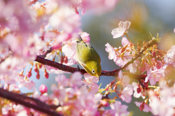 f:id:qayap:20140316144840j:image