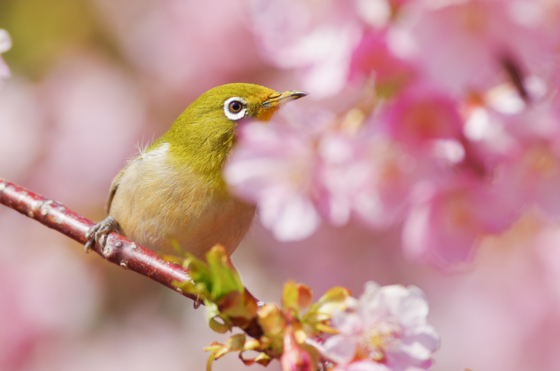 f:id:qayap:20140316144903j:image