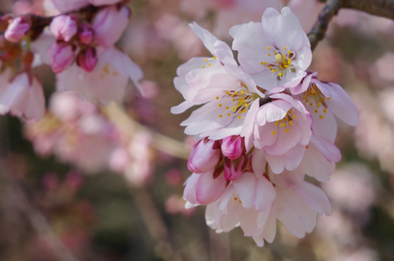 f:id:qayap:20140323145453j:image