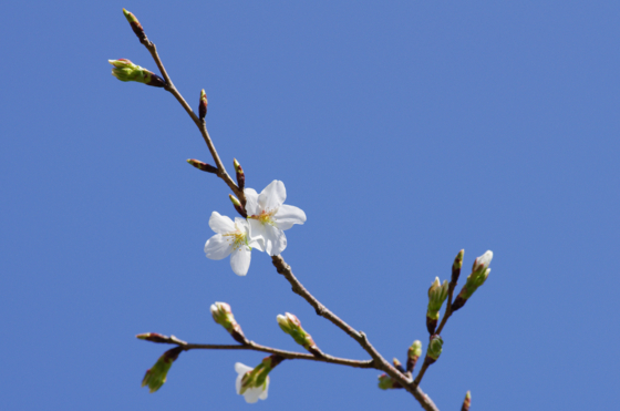 f:id:qayap:20140323145525j:image