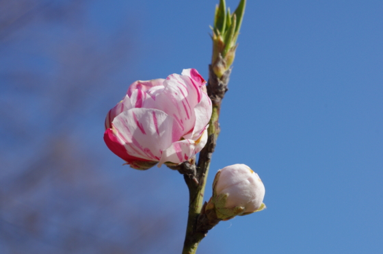 f:id:qayap:20140323145553j:image