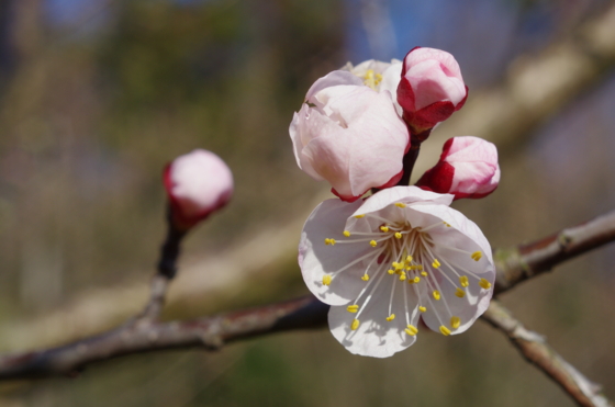 f:id:qayap:20140323145629j:image