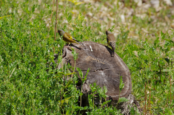 f:id:qayap:20140323153509j:image f:id:qayap:20140323153509j:image