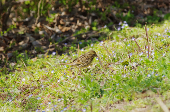 f:id:qayap:20140323153536j:image f:id:qayap:20140323153536j:image