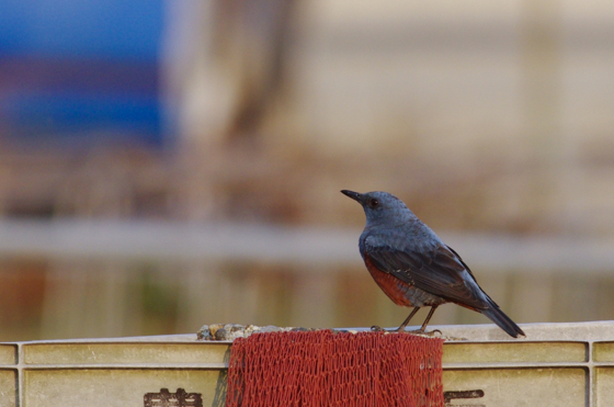 f:id:qayap:20140323204126j:image