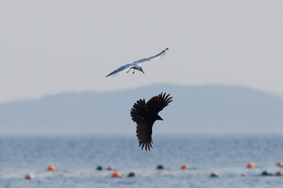 f:id:qayap:20140323204139j:image