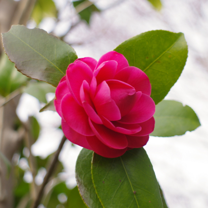 f:id:qayap:20140412201935j:image