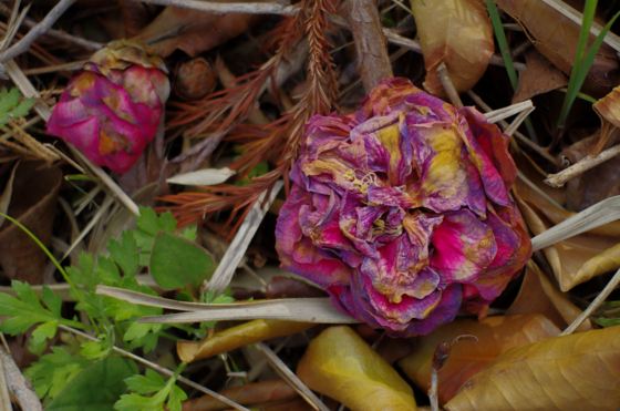 f:id:qayap:20140412204210j:image