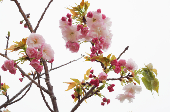 f:id:qayap:20140413131427j:image