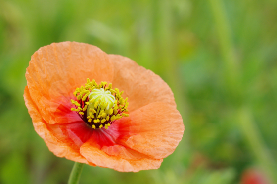 f:id:qayap:20140413131452j:image