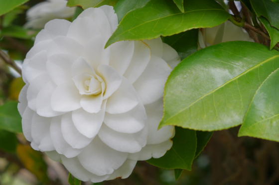 f:id:qayap:20140413131535j:image