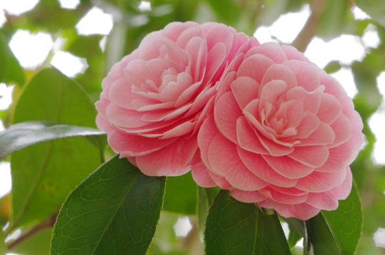 f:id:qayap:20140413131559j:image