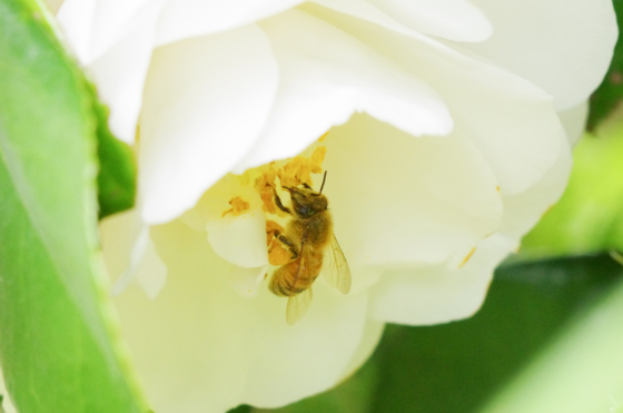 f:id:qayap:20140413134311j:image