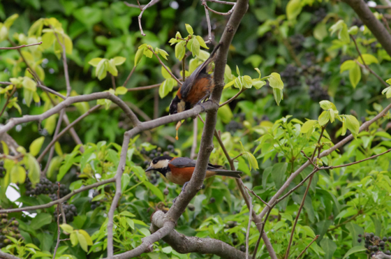 f:id:qayap:20140413165156j:image