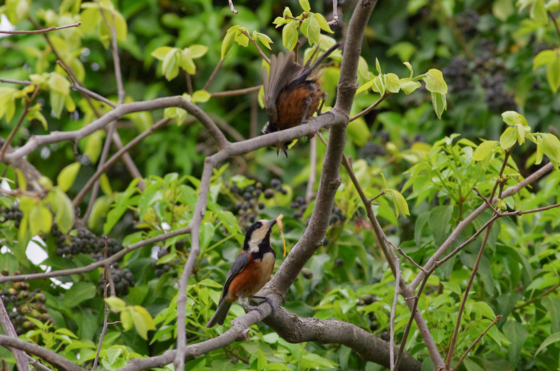 f:id:qayap:20140413165212j:image