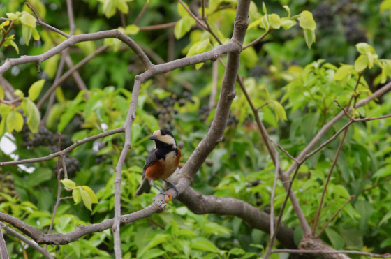 f:id:qayap:20140413165239j:image