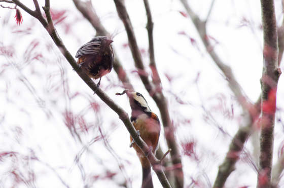 f:id:qayap:20140413165252j:image