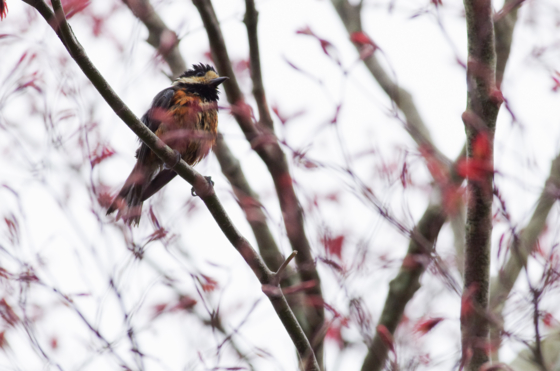 f:id:qayap:20140413165307j:image