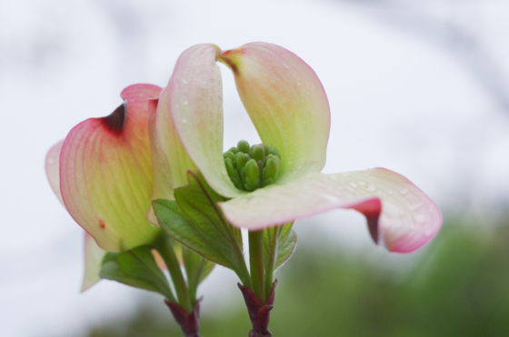 f:id:qayap:20140420204036j:image