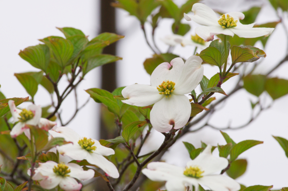 f:id:qayap:20140420204059j:image