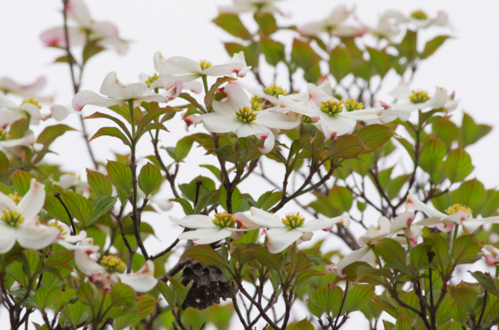 f:id:qayap:20140420204131j:image