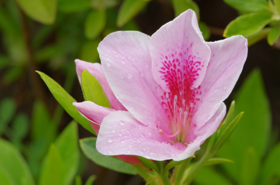 f:id:qayap:20140420212338j:image