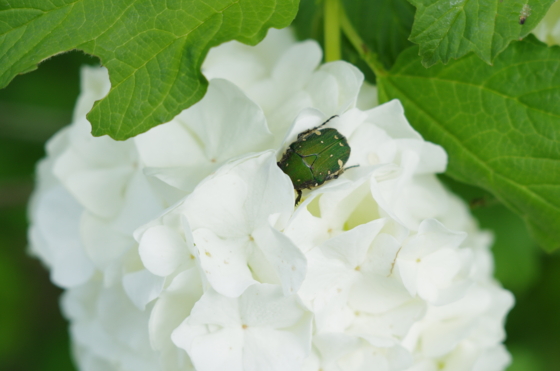 f:id:qayap:20140427160715j:image