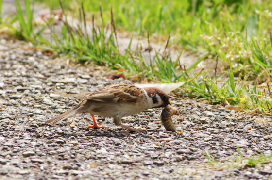 f:id:qayap:20140427161649j:image