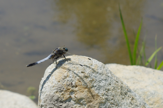 f:id:qayap:20140511180154j:image