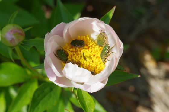 f:id:qayap:20140511180201j:image