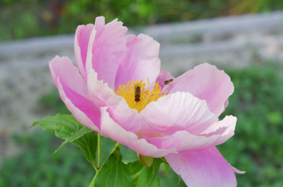 f:id:qayap:20140511180228j:image