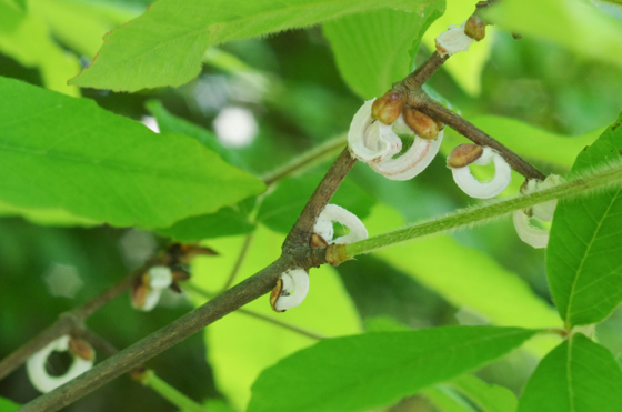 f:id:qayap:20140511191535j:image