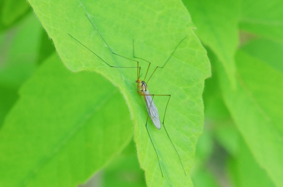 f:id:qayap:20140511191551j:image