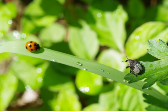 f:id:qayap:20140608141103j:image