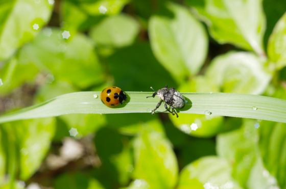 f:id:qayap:20140608150926j:image