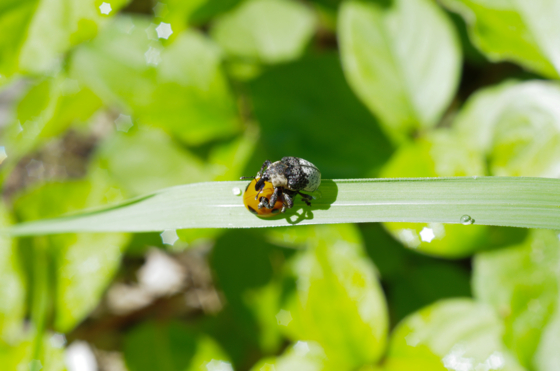 f:id:qayap:20140609223635j:image