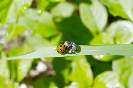 f:id:qayap:20140609223700j:image