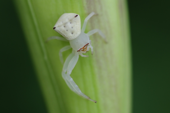 f:id:qayap:20140811133831j:image