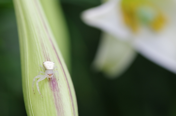 f:id:qayap:20140811133856j:image