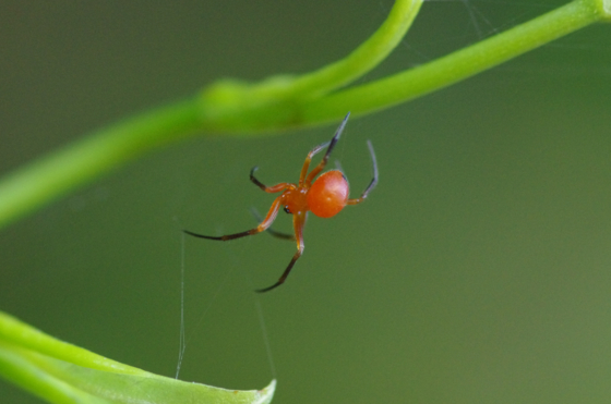 f:id:qayap:20140811204150j:image