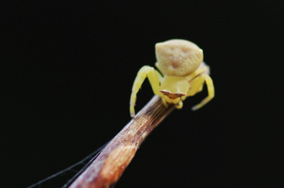 f:id:qayap:20140811205152j:image