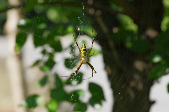 f:id:qayap:20140830213105j:image