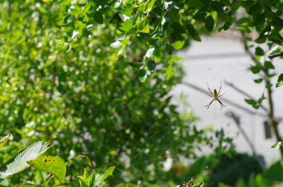f:id:qayap:20140830213155j:image
