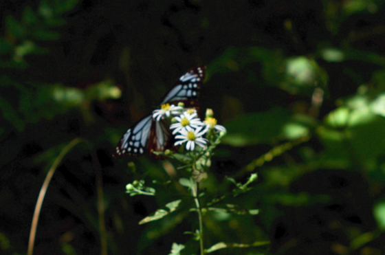 f:id:qayap:20140927151556j:image f:id:qayap:20140927151556j:image